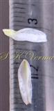  Perianth